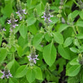 Heilige basilicum (Tulsi)