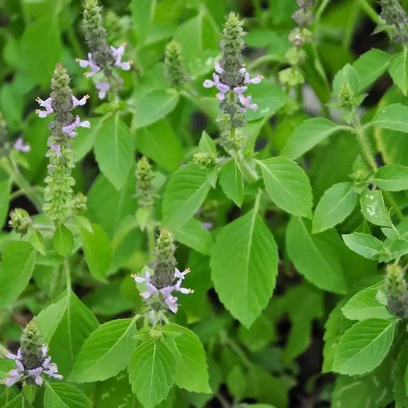 Basilic sacré (Tulsi)