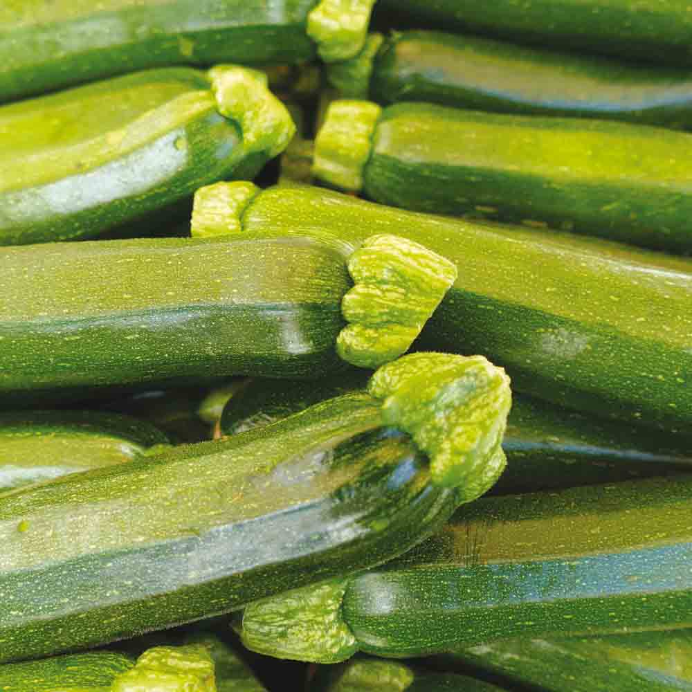 Mutabile Courgette (available from 13/05)