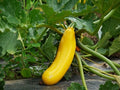 Courgette Gold Rush