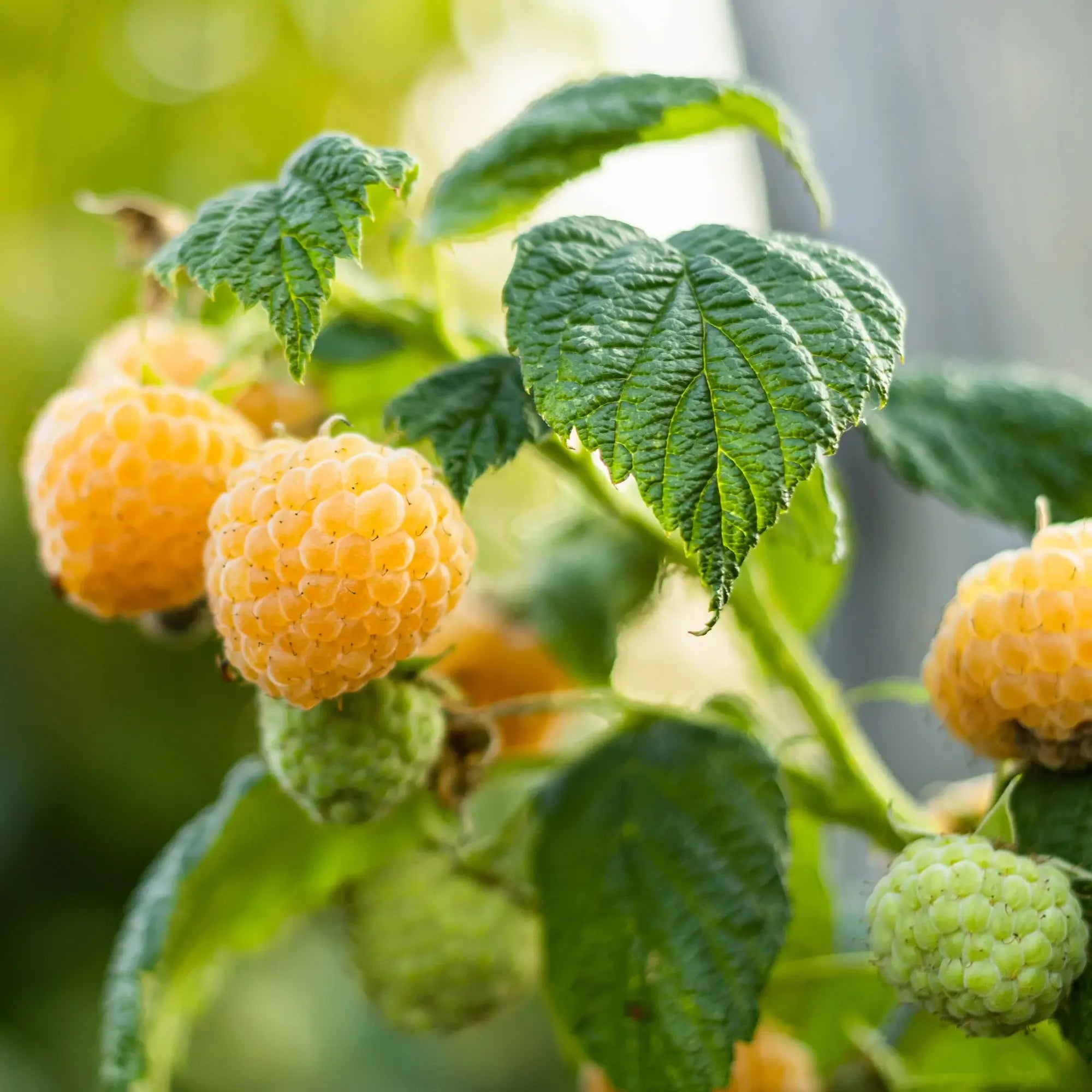 PETITS FRUITS (30AINE DE VARIÉTÉS, DISPO À PARTIR DE SEPTEMBRE)