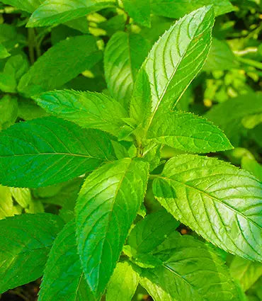 z Menthe Poivrée