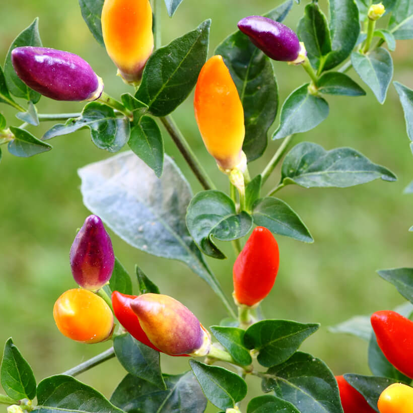 z Piment Numex Twilight