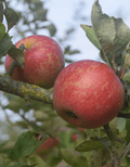 Pommier "Gueule de Mouton"