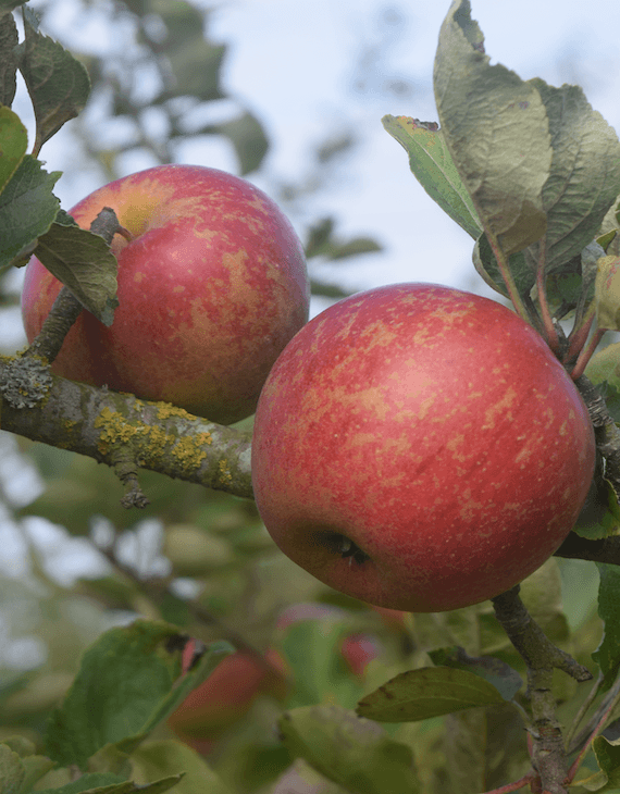 Pommier "Gueule de Mouton"
