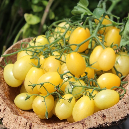 Tomate Tempête de Sable