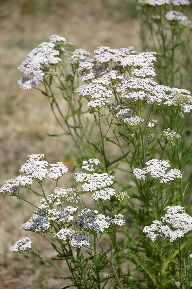 Achillée Millefeuille