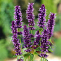 Agastache