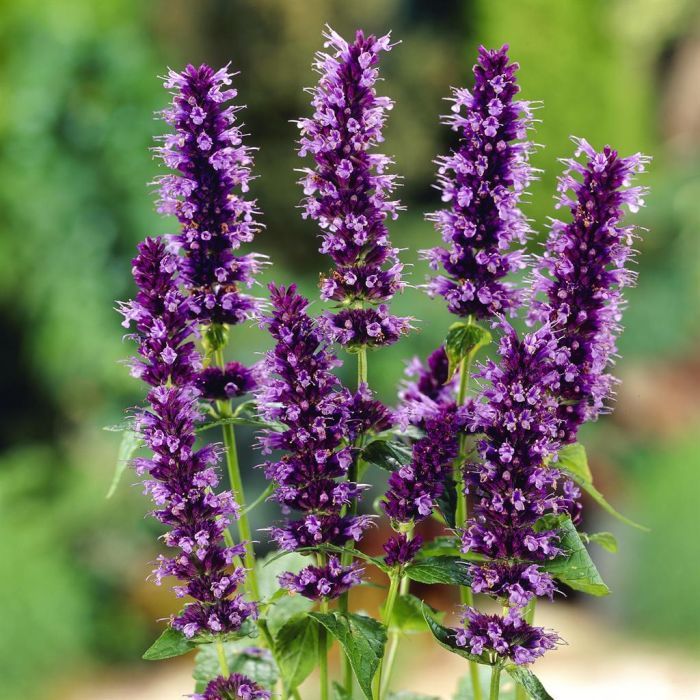 Agastache
