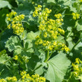 Alchemille