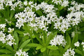 Aspérule Odorante