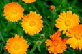 Calendula (Marigolds)