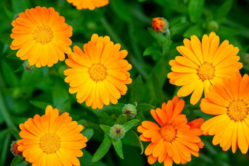 Calendula (Soucis)