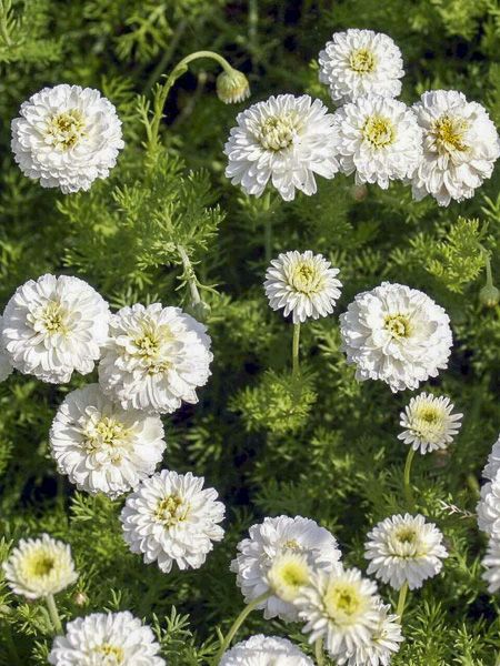 Camomille Romaine (ou Noble)