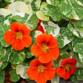 Dwarf nasturtium