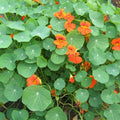 Creeping nasturtium