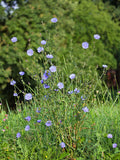 Chicorée Sauvage