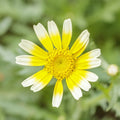 Crown Daisy