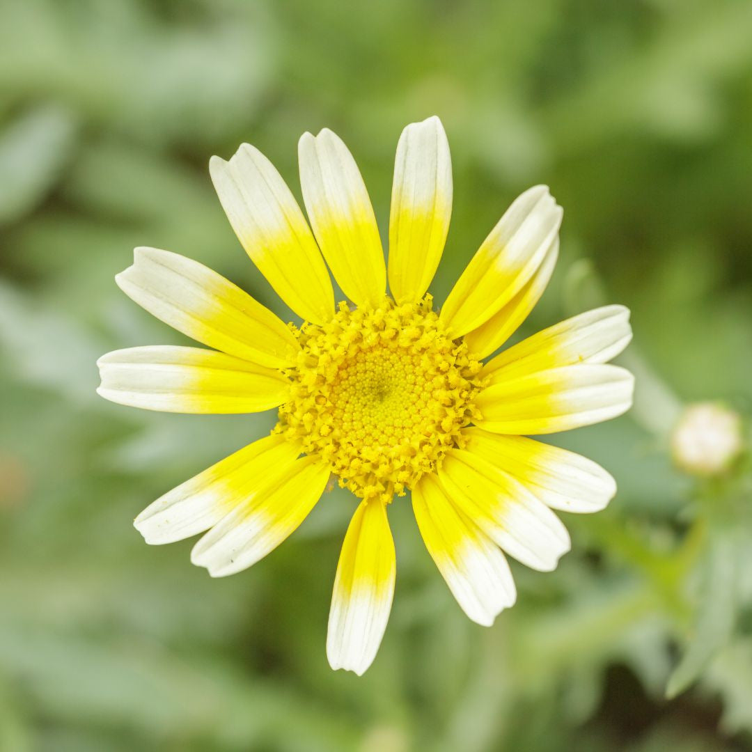 Chrysanthème Shungiku