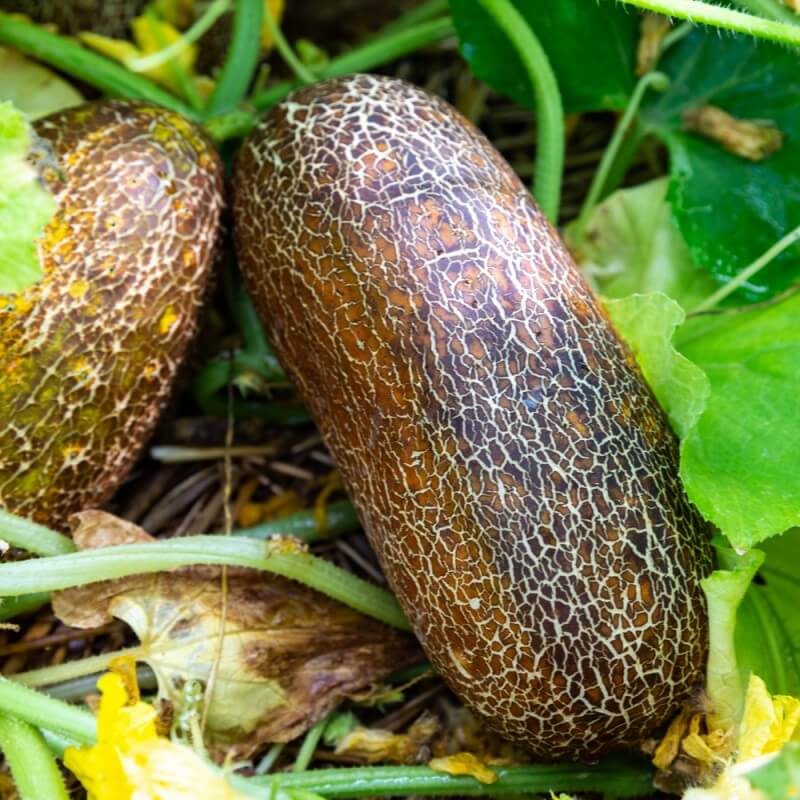 Concombre Kaiser Alexander