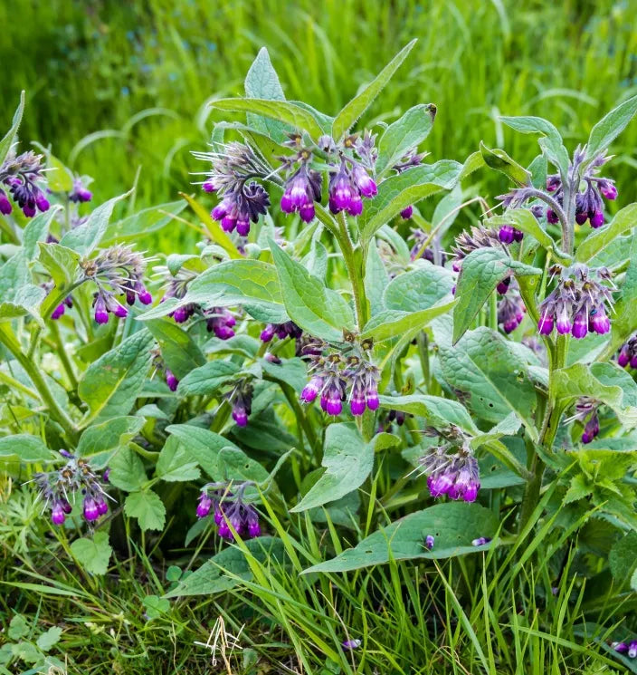 Consoude Officinale