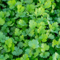 Cilantro