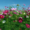 Cosmos