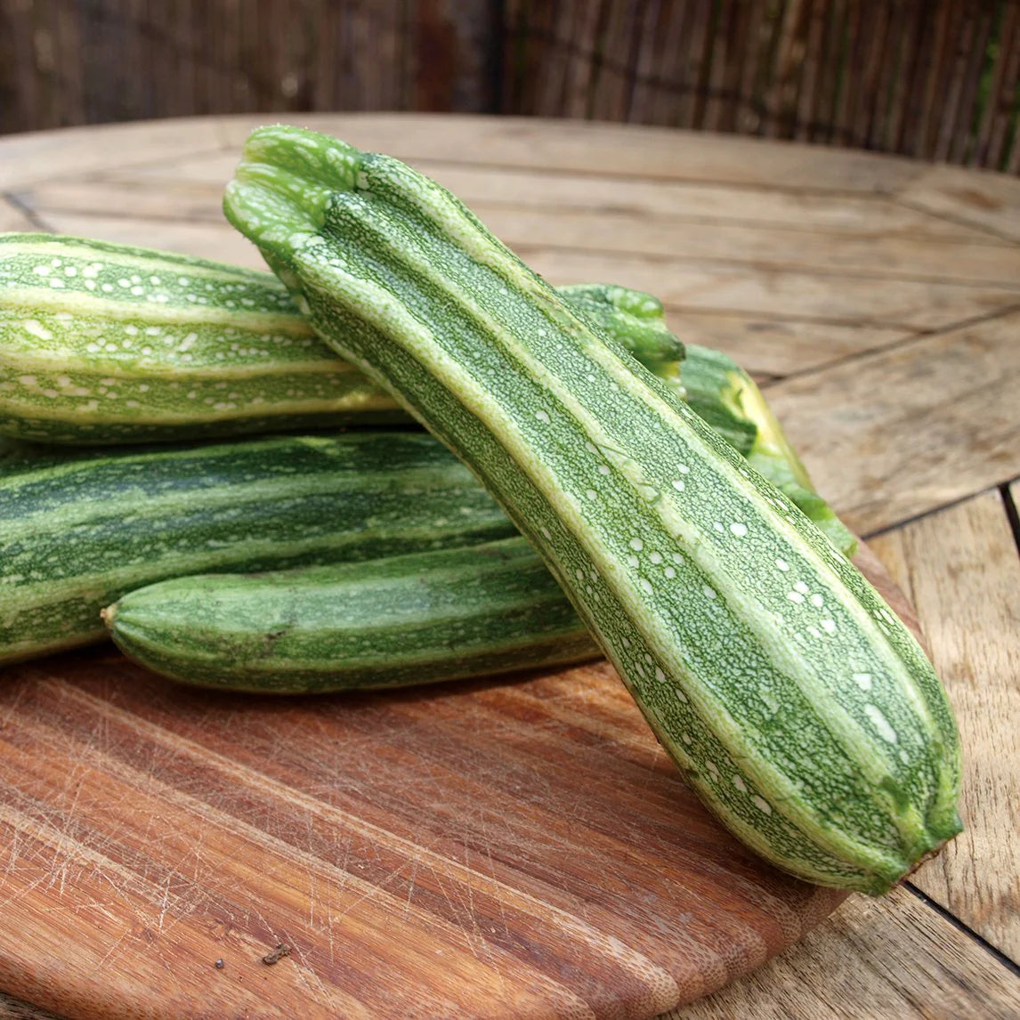 Costata Romanesco Zucchini