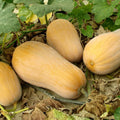 z Courge Butternut