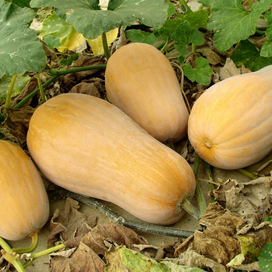 z Courge Butternut