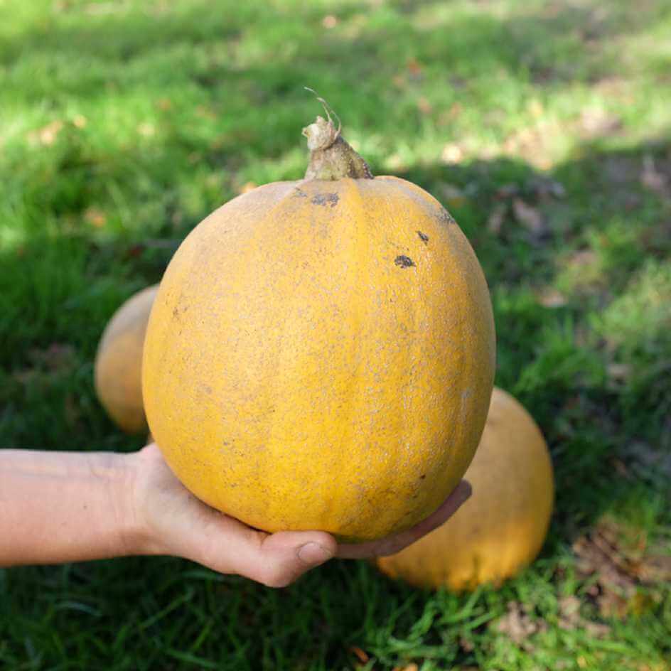 Courge Melonnette Jaspée de Vendée