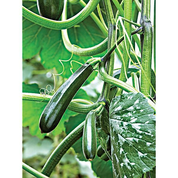 Climbing Zucchini Ola