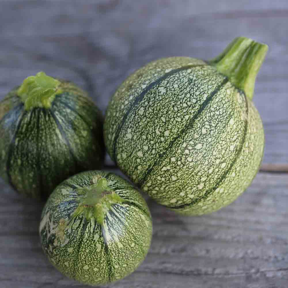 Round Courgette of Nice