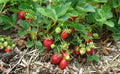 Fraisier