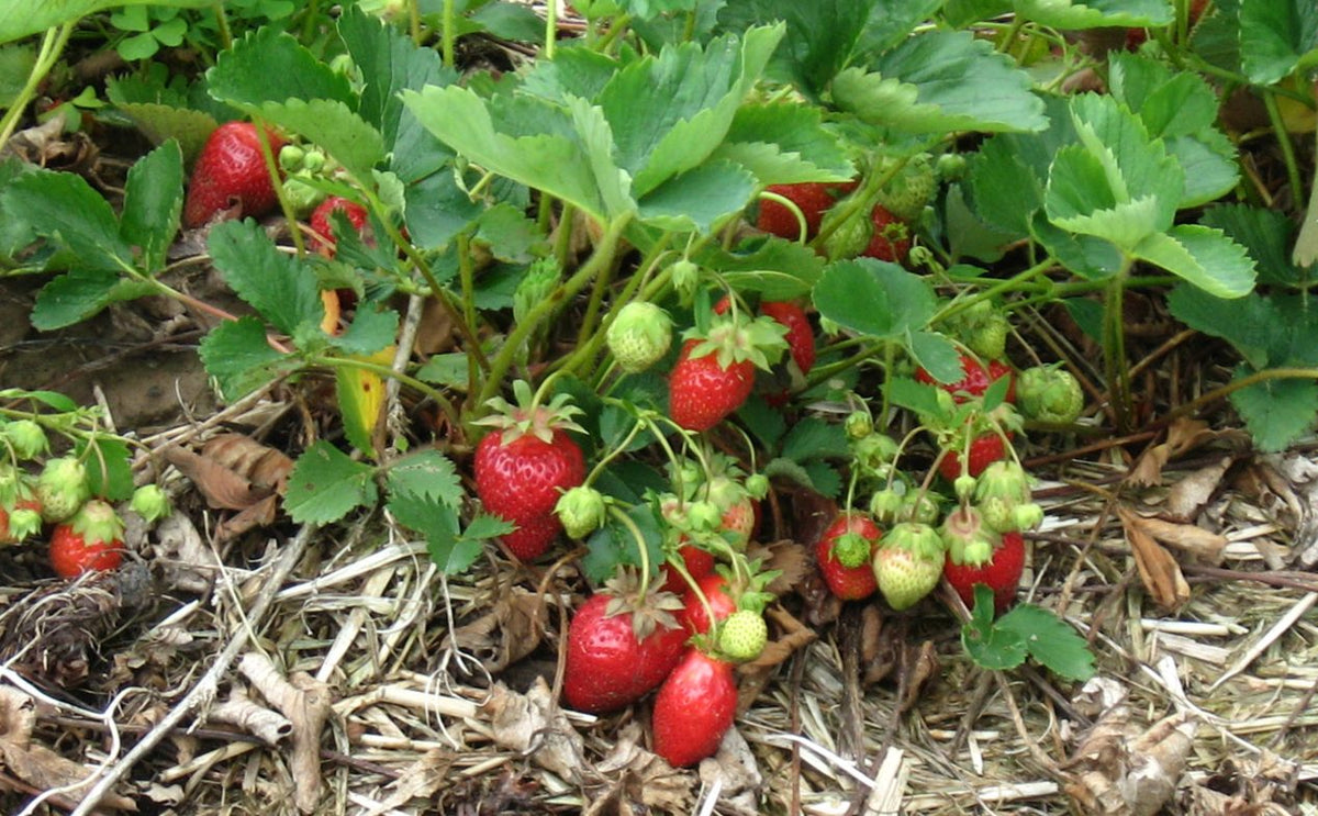 Fraisier