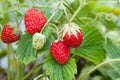 Fraisier
