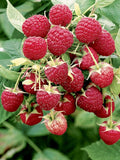 Framboisier "Rouge d'Anderlecht"