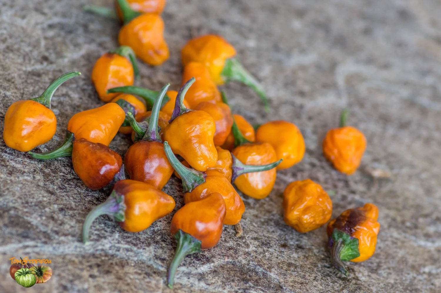 Golden Nugget Chili