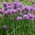 Chives