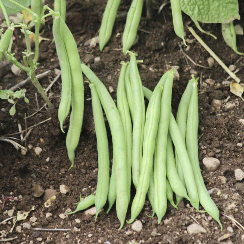 Haricots Mange-Tout "Sunshine"