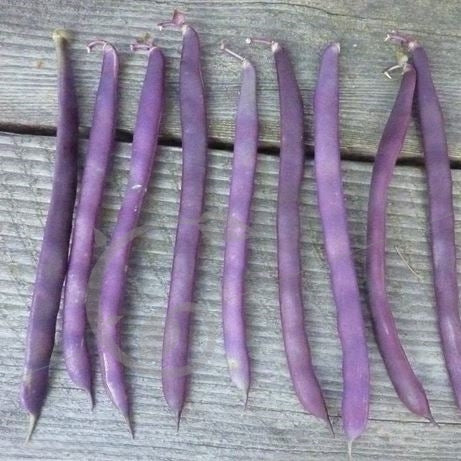 Haricots Mange-Tout "Sunshine"