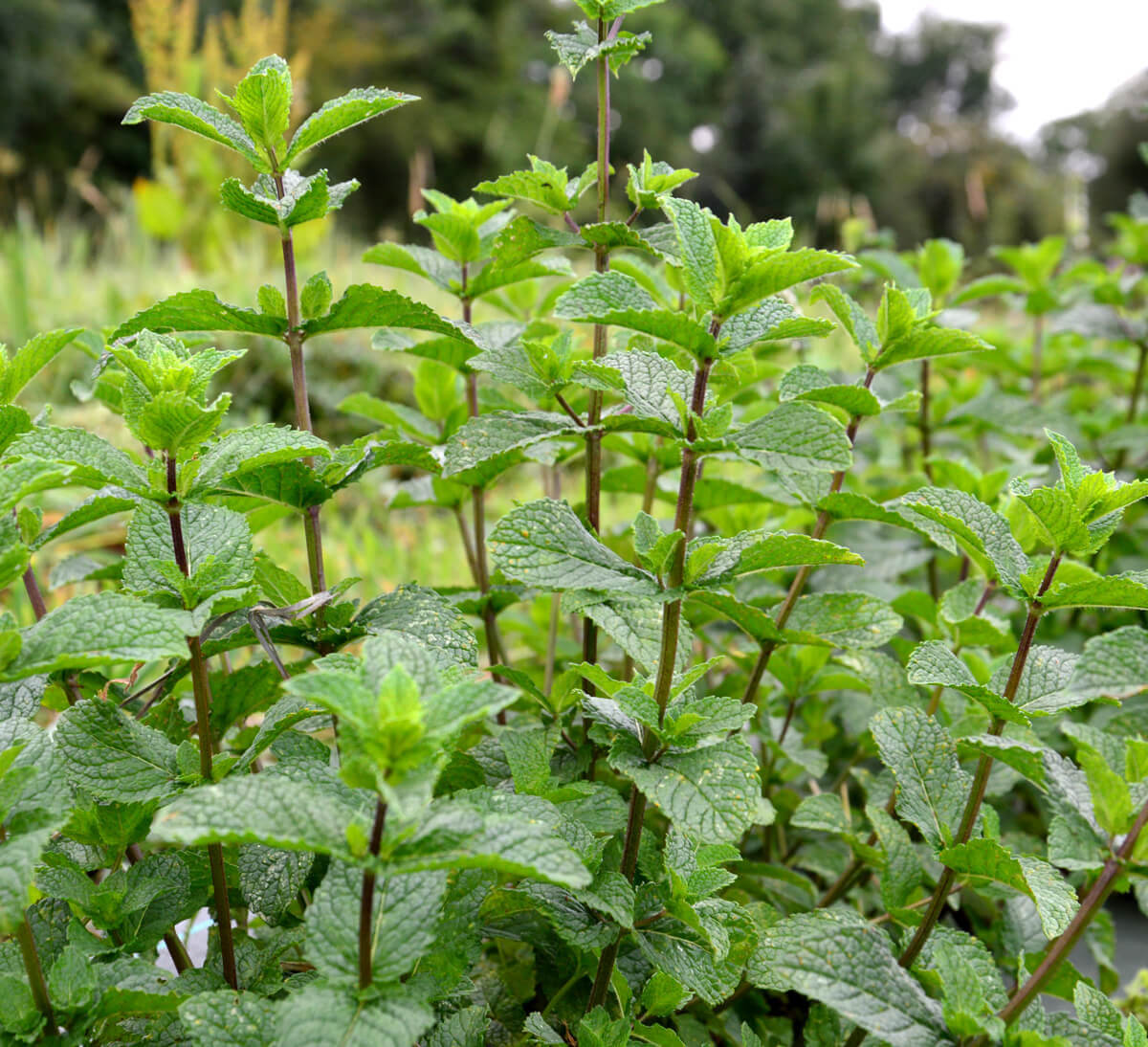 Menthe Poivrée