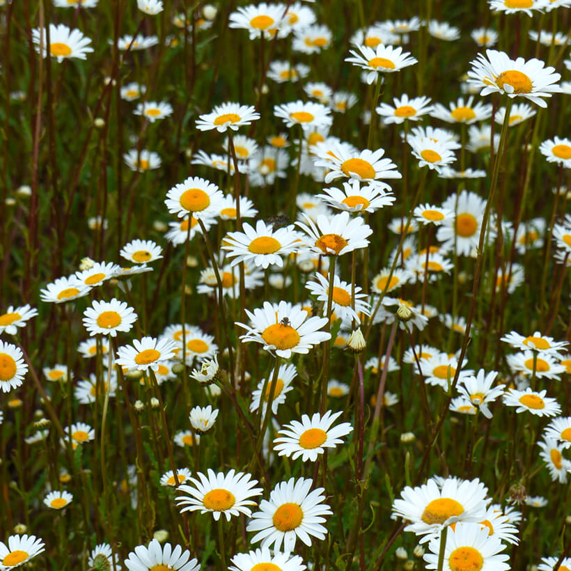 Marguerite des Prés