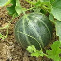 Pajottenland Belgian Melon