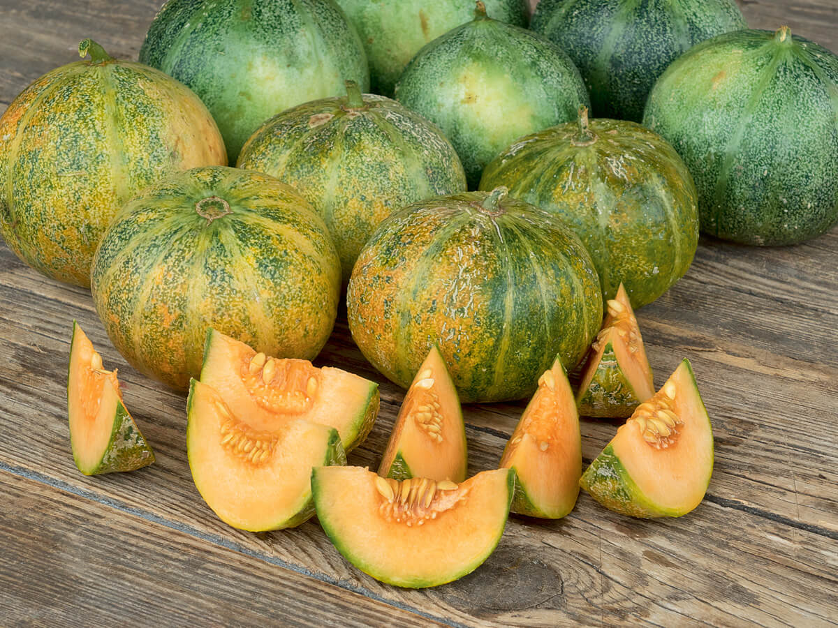 z Melon Petit Gris de Rennes