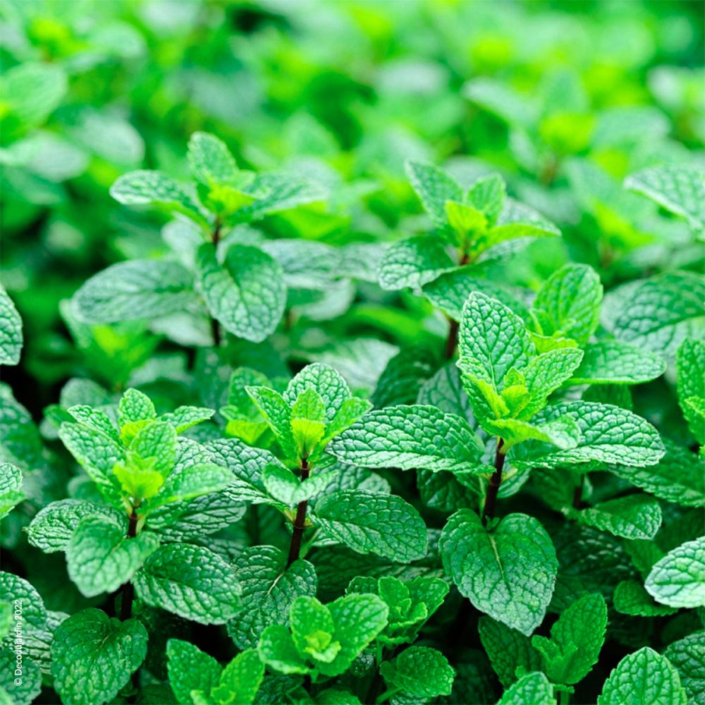 Menthe Verte