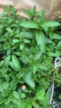 Menthe Spicata