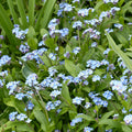 Myosotis