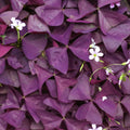 Oxalis Pourpre