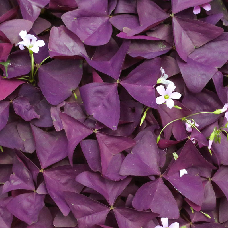 Oxalis Pourpre